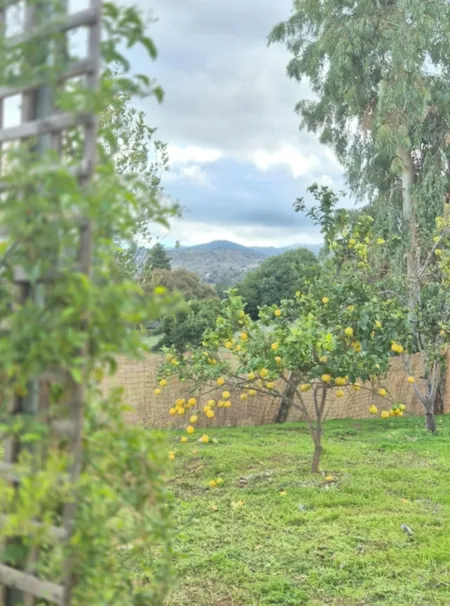  garden