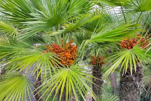 Botanical Park and Gardens