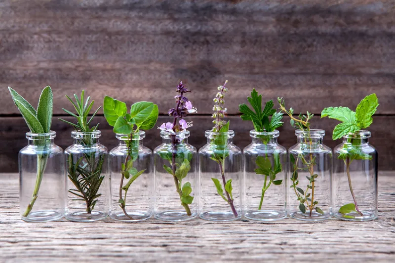 Cretan Herbs The scent is the wealth